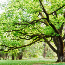 綠色清新墻布 自粘壁紙沙發(fā)背景墻 大樹(shù)無(wú)縫壁畫 臥室電視背景墻